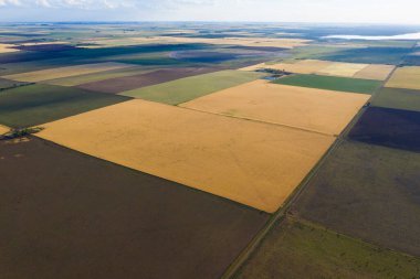 Buğday tarlası hasat için hazır, Pampas ovasında, La Pampa, Arjantin.