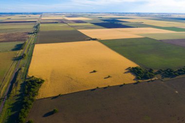Buğday tarlası hasat için hazır, Pampas ovasında, La Pampa, Arjantin.