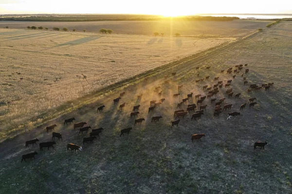 Szarvasmarha Tenyésztés Pampa Vidéken Pampa Tartomány Argentína — Stock Fotó