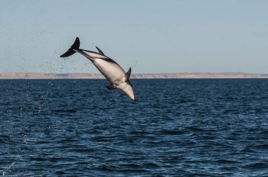 Karanlık Yunus Atlayışı, Yarımada Valdes, Patagonya, Arjantin