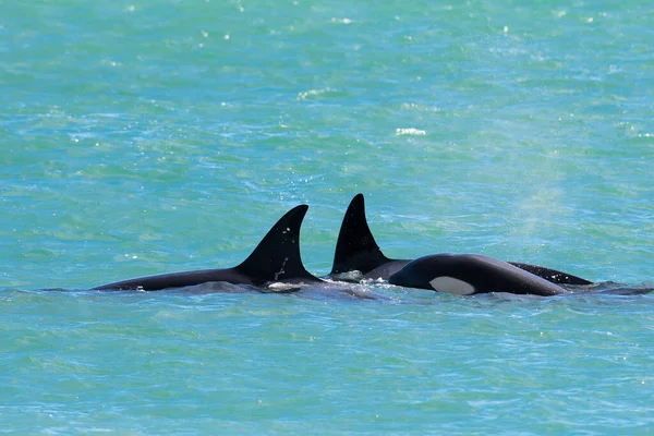 Orcas Nadando Superficie Península Valdés Patagonia Argen —  Fotos de Stock