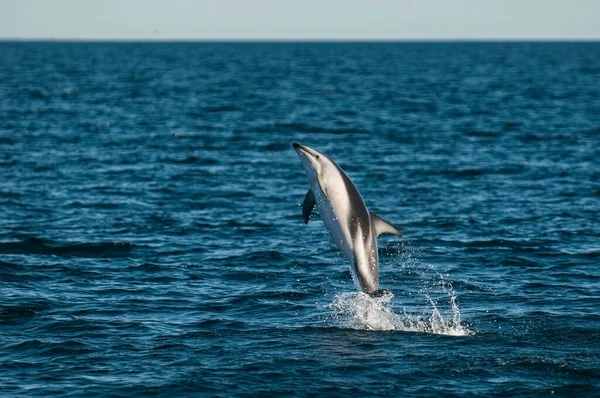 Dusky Dolphin Hoppning Halvön Valdes Patagonien Argentina — Stockfoto