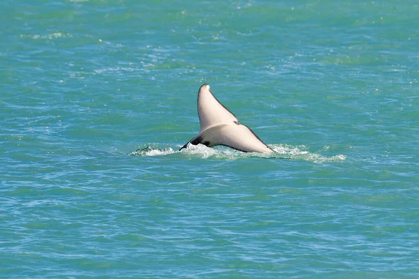 Orca Lob Farok Felszínen Peninsula Valdes Patagonia Arg — Stock Fotó