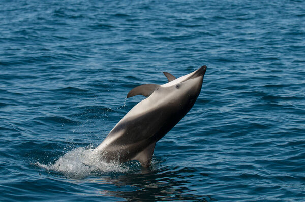 Dusky Dolphin jumping, Peninsula Valdes,Patagonia,Argentina