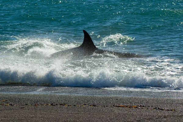 Orca Járőrözik Parton Félsziget Valdes Patagónia Argentína — Stock Fotó