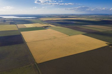 Buğday tarlası hasat için hazır, Pampas ovasında, La Pampa, Arjantin.