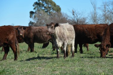 Buenos Aire Arjantin kırsalına inek ihraç ediyoruz.
