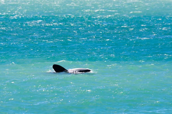 Orcas Κολύμπι Στην Επιφάνεια Χερσόνησος Valdes Παταγονία Argen — Φωτογραφία Αρχείου