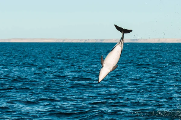 Dusky Dolphin Jumping Peninsula Valdes Patagonia Argentina — Stock Photo, Image