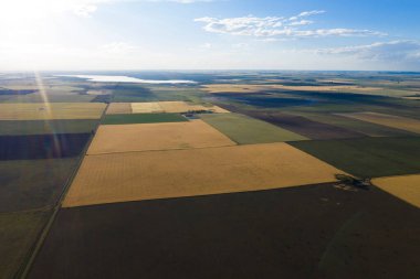Buğday tarlası hasat için hazır, Pampas ovasında, La Pampa, Arjantin.