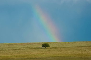Pampa ovasının tipik ağacının manzarası, La Pampa Eyaleti, Patagonya, Arjantin.