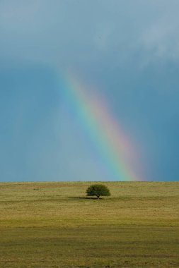 Pampa ovasının tipik ağacının manzarası, La Pampa Eyaleti, Patagonya, Arjantin.