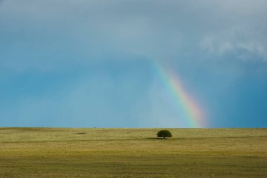 Pampa ovasının tipik ağacının manzarası, La Pampa Eyaleti, Patagonya, Arjantin.