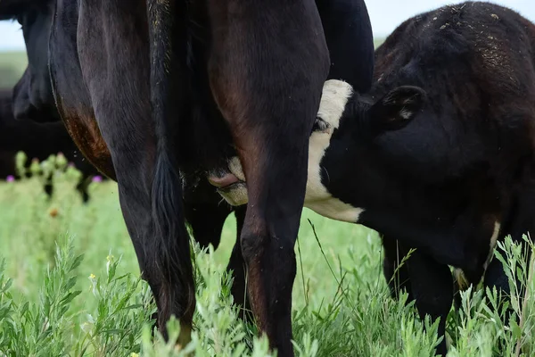 Succhiare Bovini Vitelli Campagna Argentina Pampa Provinc — Foto Stock