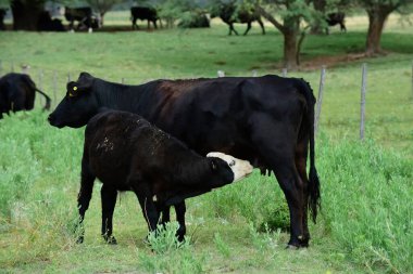 Sığır ve buzağı emiyor, Arjantin kırsal kesimi, La Pampa Provinc