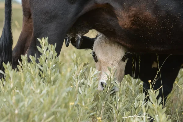 Succión Ganado Vacuno Ternera Campo Argentino Provincia Pampa —  Fotos de Stock