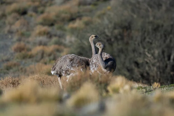 Piccola Rea Pterocnemia Pennata Parco Nazionale Delle Torres Del Paine — Foto Stock