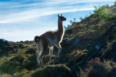 Guanacos otlatma, Torres del Paine Ulusal Parkı, Patagonya, Chil