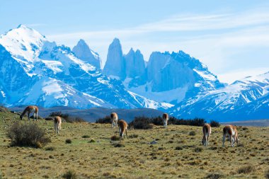 Guanacos otlatma, Torres del Paine Ulusal Parkı, Patagonya, Chil