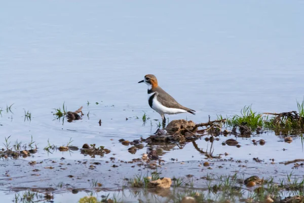 Kétsávos Lóhere Charadrius Falklandicus Chubut Patagonia Argentína — Stock Fotó