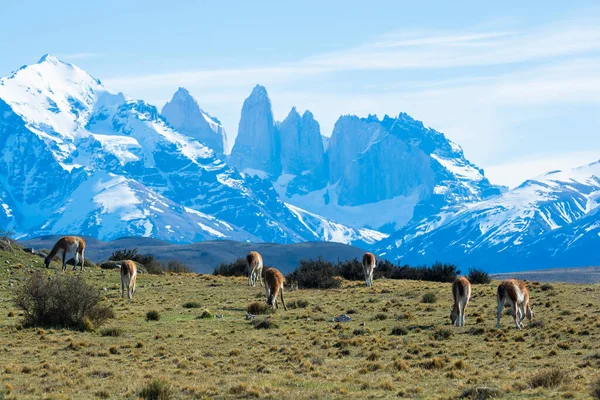 Guanacos Pastando Parque Nacional Torres Del Paine Patagônia Chil — Fotografia de Stock