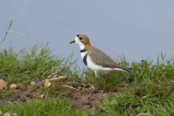 Bantlı Pulluk Charadrius Falklandicus Chubut Patagonya Arjantin — Stok fotoğraf