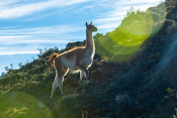 Guanaco Parque Nacional Torres Del Paine Patagonia Chile —  Fotos de Stock