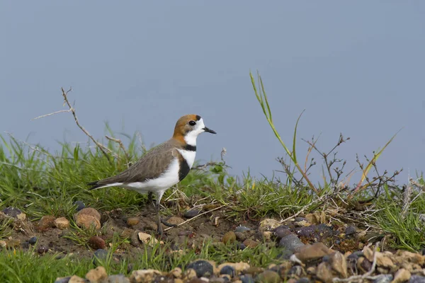 Two Banded Plover Charadrius Falklandicus Chubut Patagonia Argentina — Stock Photo, Image