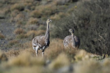 Küçük Rhea, Pterocnemia pennata, Torres del Paine Ulusal Parkı