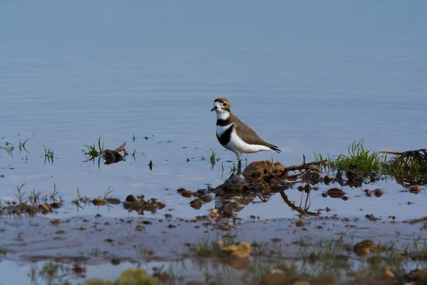 Kétsávos Lóhere Charadrius Falklandicus Chubut Patagonia Argentína — Stock Fotó