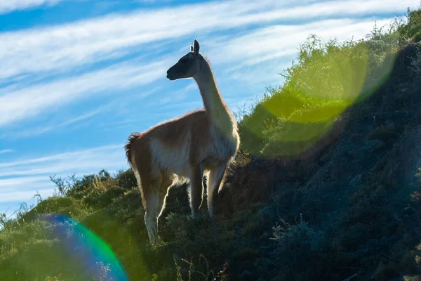 Guanaco Torres Del Paine Nemzeti Parkban Patagónia Chile — Stock Fotó