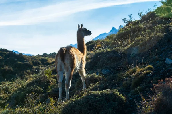 Guanacos Pascolo Parco Nazionale Delle Torres Del Paine Patagonia Chil — Foto Stock