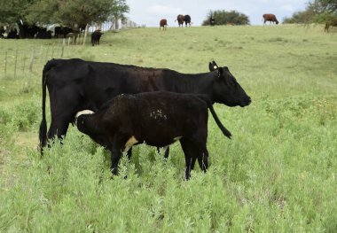 Sığır ve buzağı emiyor, Arjantin kırsal kesimi, La Pampa Provinc