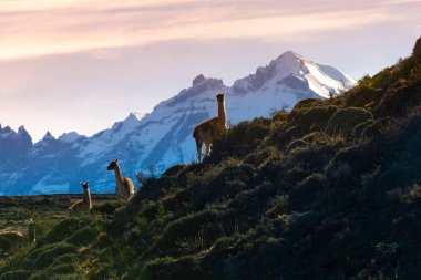 Guanacos otlatma, Torres del Paine Ulusal Parkı, Patagonya, Chil