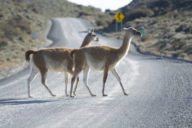 Guanacos otlatma, Torres del Paine Ulusal Parkı, Patagonya, Chil