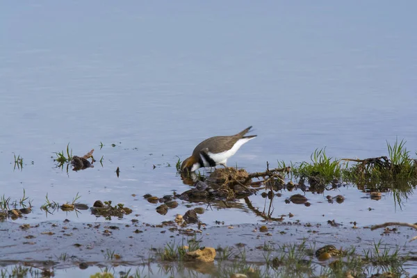 Saqueador Dos Bandas Charadrius Falklandicus Chubut Patagonia Argentina — Foto de Stock