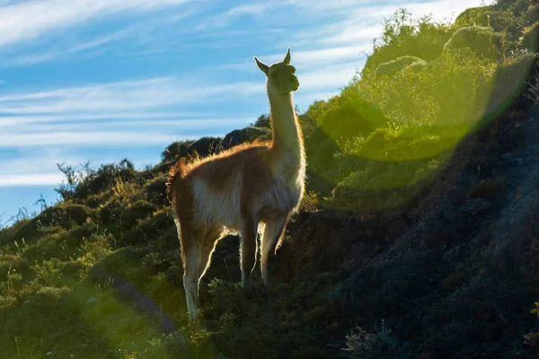 Guanacos Grazen Nationaal Park Torres Del Paine Patagonië Chil — Stockfoto