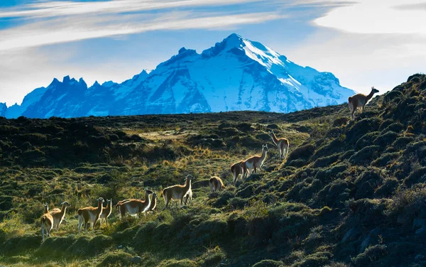 Guanacos otlatma, Torres del Paine Ulusal Parkı, Patagonya, Chil