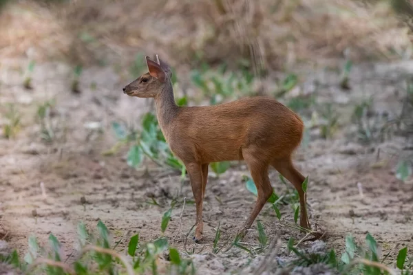 Gray Brocket Mazama Gouazoubira Mato Grosso Brasil — Foto de Stock