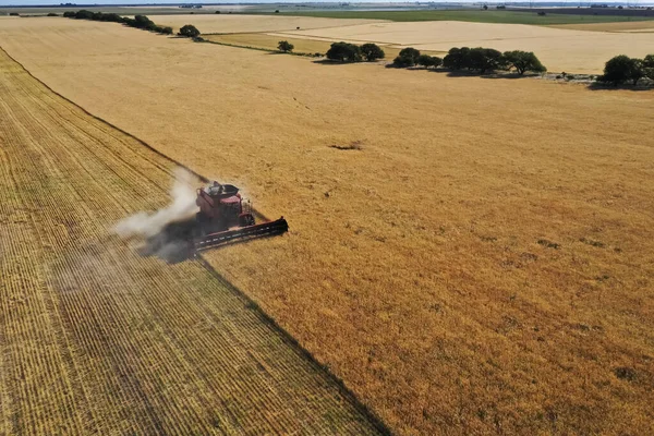 Вид Воздуха Урожай Ячменя Пампа Аргентина — стоковое фото