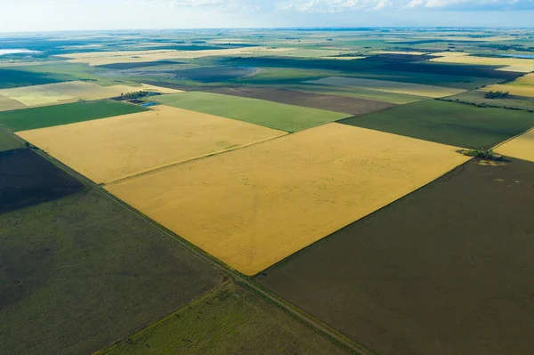 Пшеничное Поле Готово Сбору Урожая Равнине Пампас Пампа Аргентина — стоковое фото