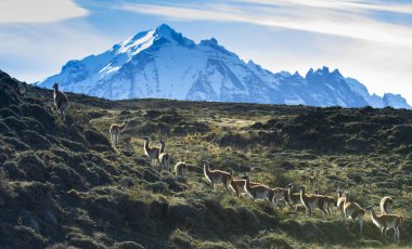 Guanacos otlatma, Torres del Paine Ulusal Parkı, Patagonya, Chil