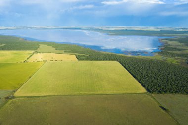 Buğday tarlası hasat için hazır, Pampas ovasında, La Pampa, Arjantin.