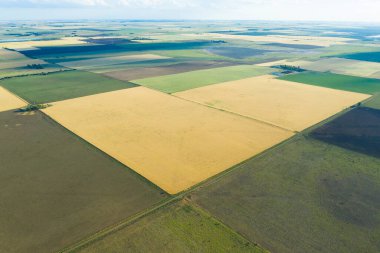 Buğday tarlası hasat için hazır, Pampas ovasında, La Pampa, Arjantin.