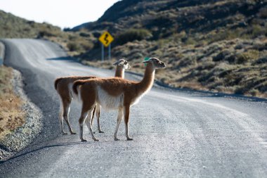 Guanacos otlatma, Torres del Paine Ulusal Parkı, Patagonya, Chil