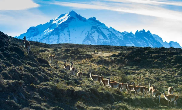 Guanacos Pastando Parque Nacional Torres Del Paine Patagonia Chil — Foto de Stock