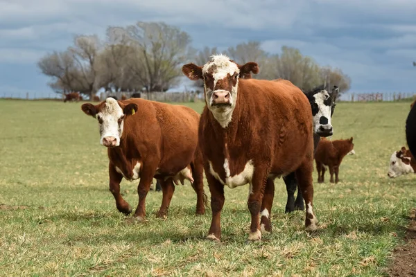 Sugande Nötkreatur Och Kalvar Argentinsk Landsbygd Pampa Provinc — Stockfoto