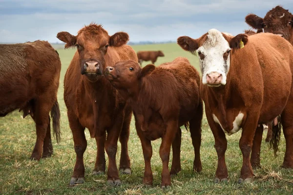 Sugande Nötkreatur Och Kalvar Argentinsk Landsbygd Pampa Provinc — Stockfoto