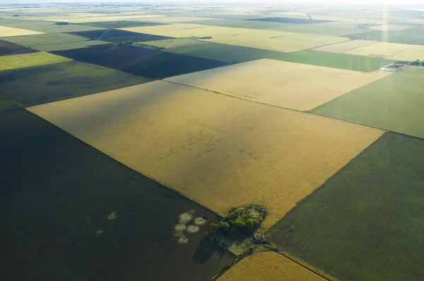 小麦のフィールドは パンパ平原 ラパンパ アルゼンチンで収穫する準備ができて — ストック写真