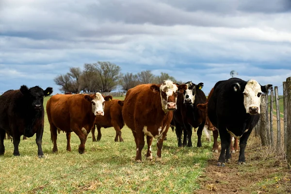 Rinder Und Kälbersaugen Argentinische Landschaft Provinz Pampa — Stockfoto